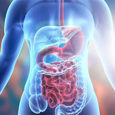 Gut Health & Digestion